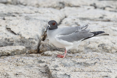 Swallow-tailed Gull - Creagrus furcatus