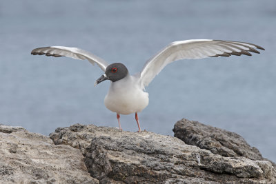 Swallow-tailed Gull - Creagrus furcatus