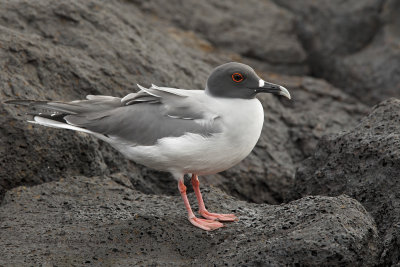 Swallow-tailed Gull - Creagrus furcatus