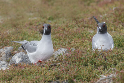 Swallow-tailed Gull - Creagrus furcatus