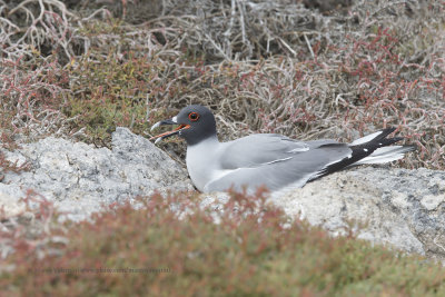 Swallow-tailed Gull - Creagrus furcatus