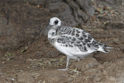 Swallow-tailed Gull - Creagrus furcatus