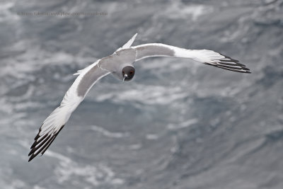 Swallow-tailed Gull - Creagrus furcatus