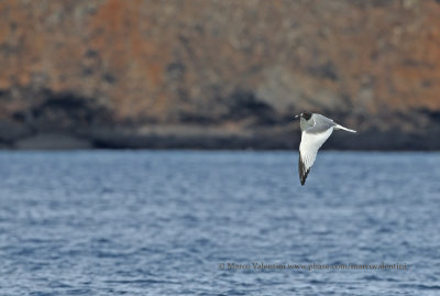 Swallow-tailed Gull - Creagrus furcatus