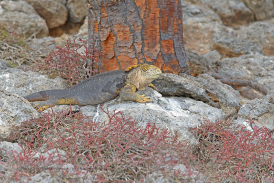 Galapagos Land iguana - Conolophus subcristatus