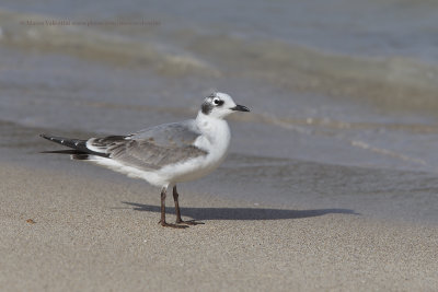 Franklin's Gull - Leucophaeus pipixcan