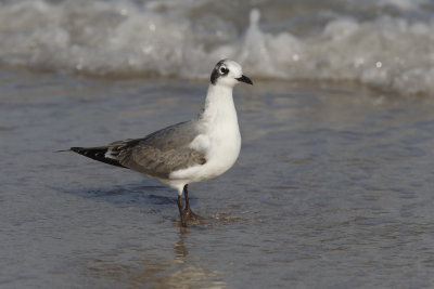 Franklin's Gull - Leucophaeus pipixcan