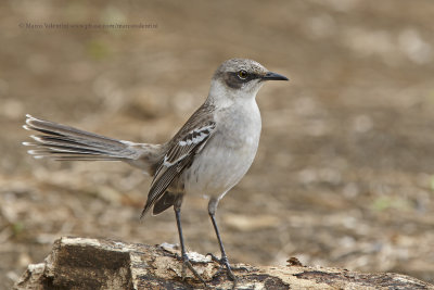 Galapagos Mockingbird - Nesomimus parvulus