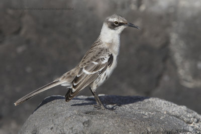 Galapagos Mockingbird - Nesomimus parvulus