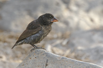 Large cactus Ground-finch - Geospiza conirostris