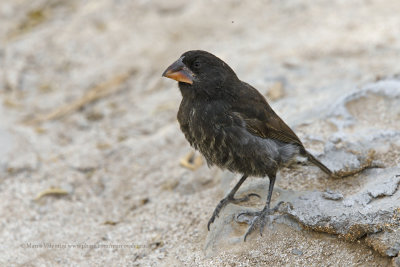 Large cactus Ground-finch - Geospiza conirostris