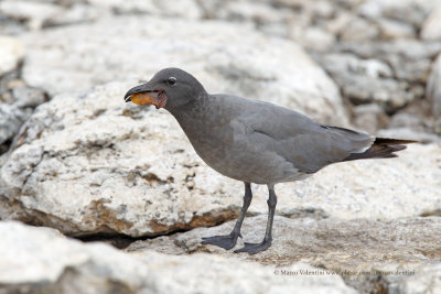 Lava Gull - Leucophaeus fuliginosus