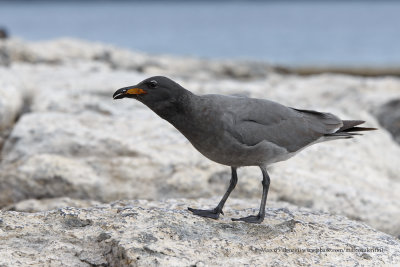 Lava Gull - Leucophaeus fuliginosus