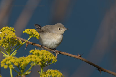 Garden warbler - Sylvia borin