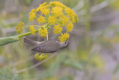 Garden warbler - Sylvia borin