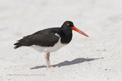 American Oystercatcher - Haematopus palliatus