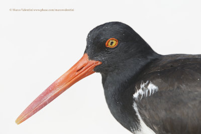 American Oystercatcher - Haematopus palliatus