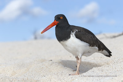 American Oystercatcher - Haematopus palliatus