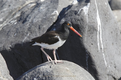 American Oystercatcher - Haematopus palliatus