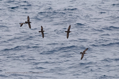 Galapagos Shearwater - Galapagos subalaris