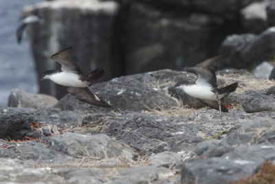 Galapagos Shearwater - Galapagos subalaris