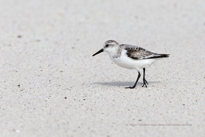 Sanderling - Calidris alba