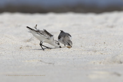 Sanderling - Calidris alba