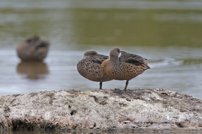 White-cheeked Pintail - Anas bahamensis