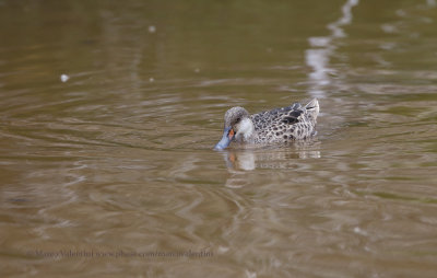 White-cheeked Pintail - Anas bahamensis