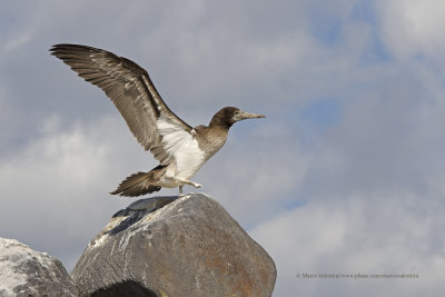 Blue-footed Booby - Sula nebouxii