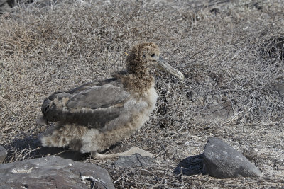 Waved Albatross - Diomedea irrorata