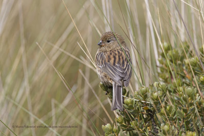 Plain-colored Seedeater - Catamenia inornata