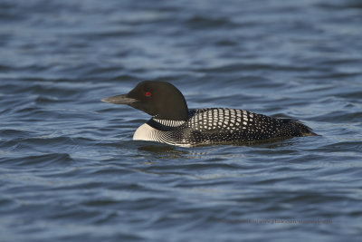 Common Loon - Gavia immer