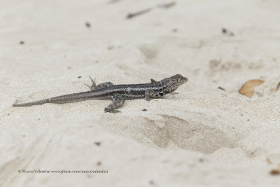 Galapagos Lava lizard - Microlophus albemarlensis