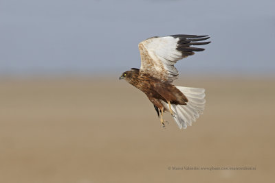 Marsh Harrier - Circus aeroginous