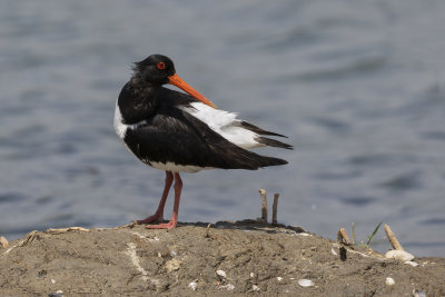 Eurasian Oystercatcher - Haematopus ostralegus