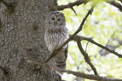 Ural owl - Strix uralensis