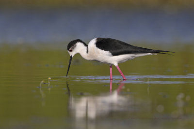 Black-winged stilt - Himantopus himantopus
