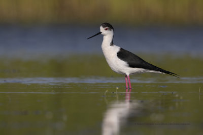 Black-winged stilt - Himantopus himantopus