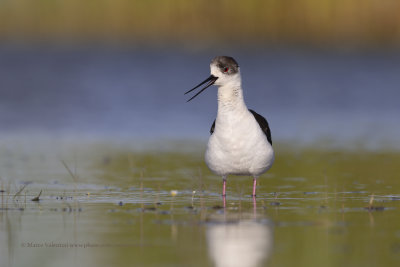 Black-winged stilt - Himantopus himantopus