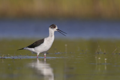 Black-winged stilt - Himantopus himantopus