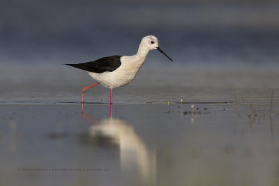 Black-winged stilt - Himantopus himantopus