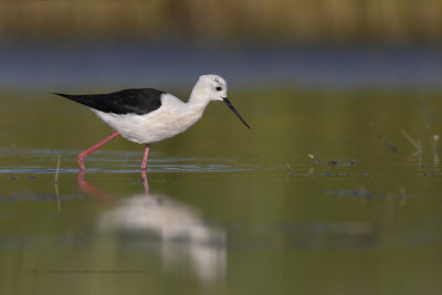 Black-winged stilt - Himantopus himantopus