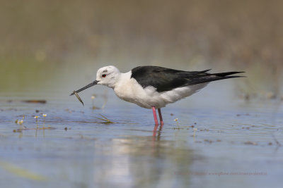 Black-winged stilt - Himantopus himantopus