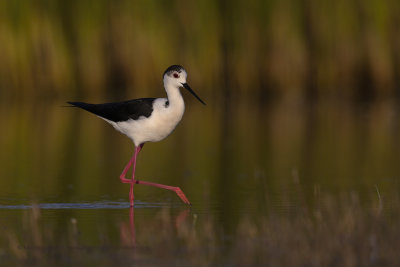 Black-winged stilt - Himantopus himantopus