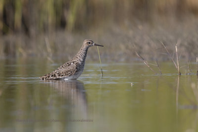 Ruff/Reeve - Philomachus pugnax