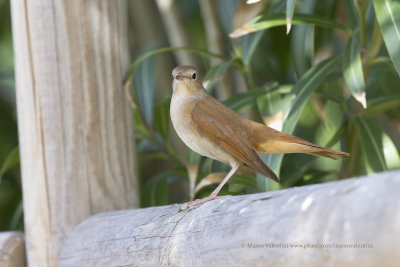 Common nightingale - Luscinia megarhynchos