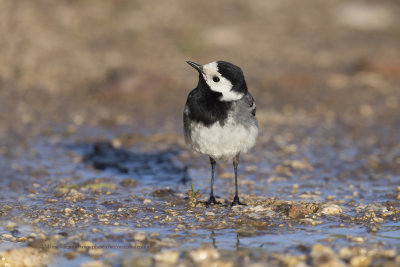 White wagtail - Motacilla alba