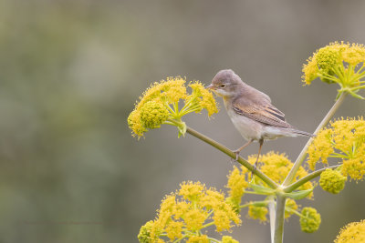 Common Whitehroat - Sylvia communis