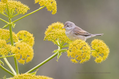 Common Whitehroat - Sylvia communis